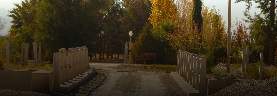 Finca Olivares de Andalucía